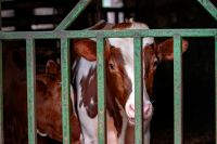 Foto: Kalb hinter Stallgitter