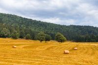 Foto: Getreidefeld mit Wald dahinter